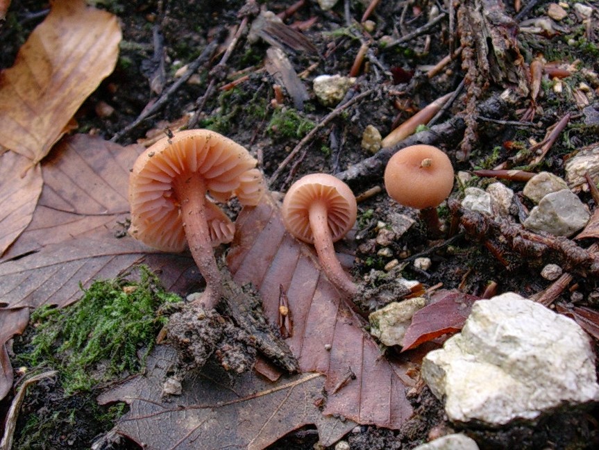 534 Dicembre vecchio ritrovamento